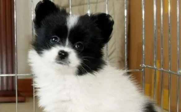 蝴蝶犬产后怎么喂养?这些事项要注意 蝴蝶犬产后怎么喂养?这些事项要注意