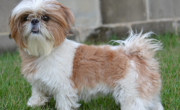 西施犬怎么训练？训练教程都在这里