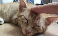 猫咪睡觉为什么不让碰脸颊