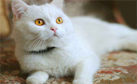 猫咪坐月子要多少天