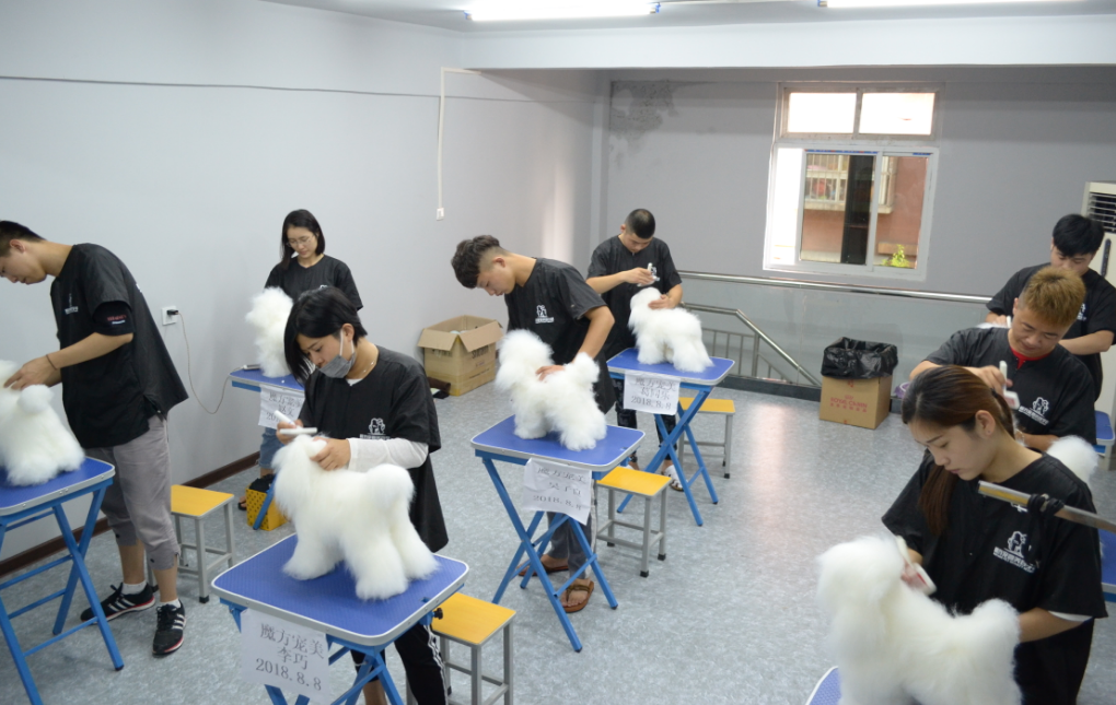 宠物美容师宠物美容培训学校费用