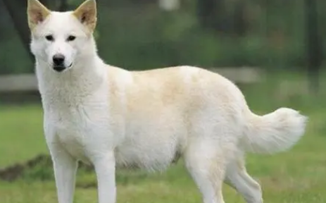 如何给卡南犬刷牙？要怎么做？