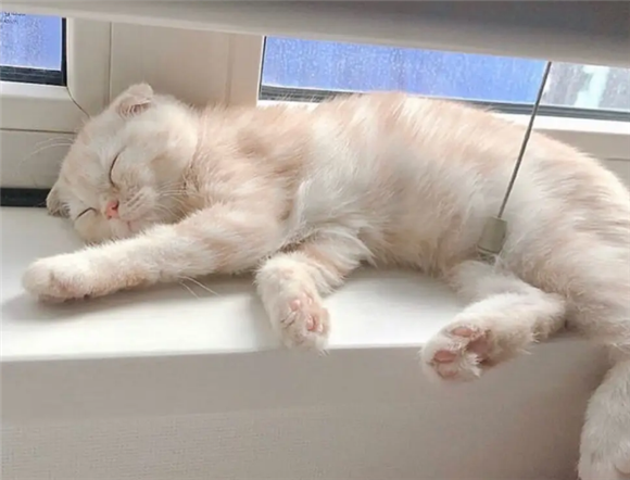 猫咪肚子打呼噜是怎么回事