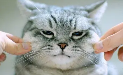 长沙哪里有猫舍