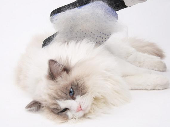 家里的猫总是掉毛怎么办啊 家里的猫总是掉毛怎么办啊