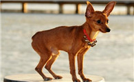 小鹿犬流鼻涕怎么办？要及时治疗