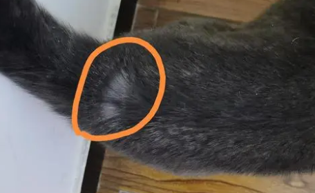 猫尾巴掉一圈毛是什么原因 猫尾巴掉一圈毛是什么原因