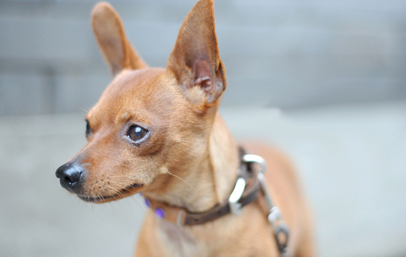 你还不知道小鹿犬优点缺点有什么吗? 你还不知道小鹿犬优点缺点有什么吗?