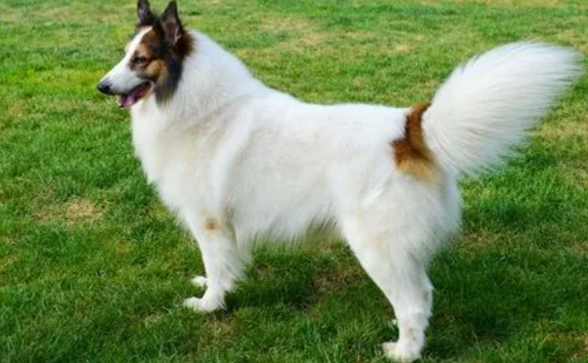 苏格兰牧羊犬什么时候不能洗澡,什么原因? 苏格兰牧羊犬什么时候不能洗澡,什么原因?