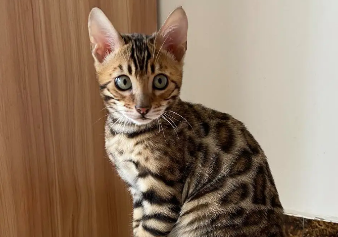 豹猫产房怎么做？不妨来这里看看吧