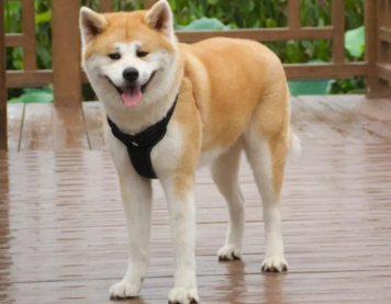 秋田犬绝育的好处,这里有答案 秋田犬绝育的好处,这里有答案