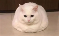猫咪为什么揣手手趴着睡觉