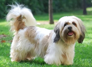 拉萨犬呕吐怎么办?这里有答案 拉萨犬呕吐怎么办?这里有答案