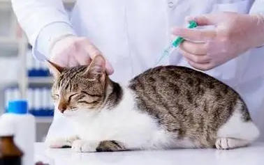 猫三联一定要21天打一次吗