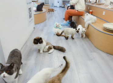 北京有名的猫舍 北京有名的猫舍