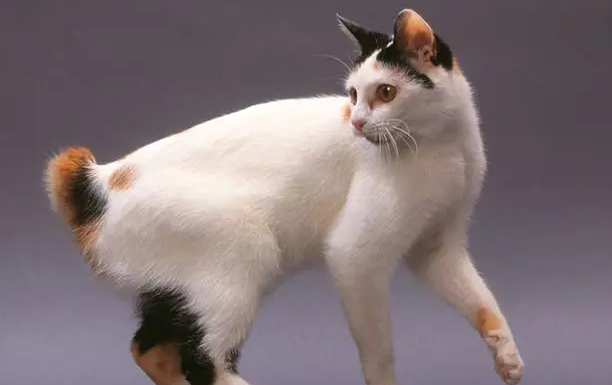 日本短尾猫尿频怎么回事？不能忽视