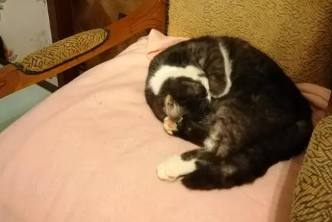 猫咪为什么睡我床头呢 猫咪为什么睡我床头呢