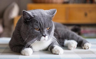 家养猫寿命一般多少年