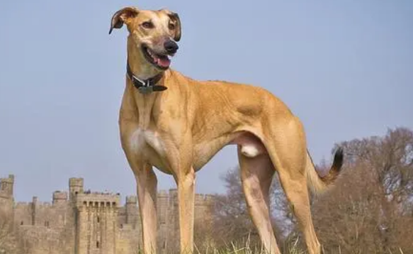 萨路基猎犬怎么挑选?挑选方法如下! 萨路基猎犬怎么挑选?挑选方法如下!