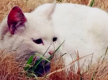 猫咪死亡前为什么离开家里 猫咪死亡前为什么离开家里