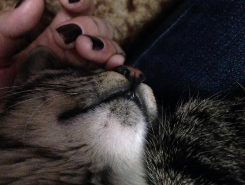 猫咪下巴有黑色结痂硬块 猫咪下巴有黑色结痂硬块