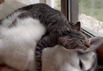 猫咪为什么在狗身上睡觉
