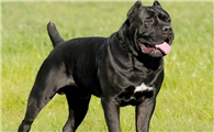 卡斯罗犬认主的表现？哪些方面说明它认主？
