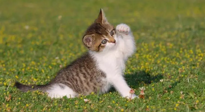 煮熟的鹌鹑小猫不吃 煮熟的鹌鹑小猫不吃