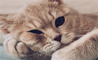 新手养猫必备清单