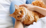 养猫越养越烦怎么回事