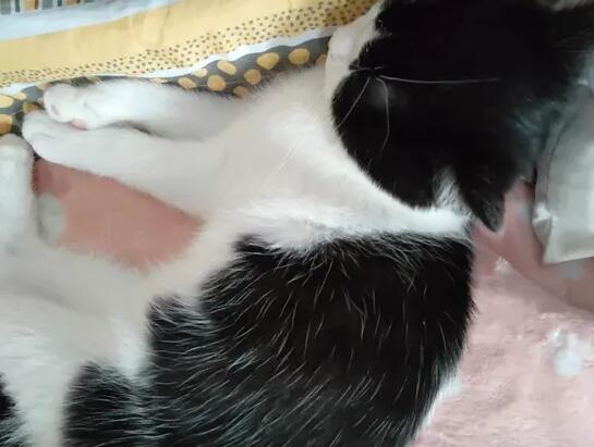 猫咪为什么把头抬高睡觉