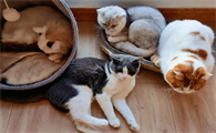 猫咪喜欢寄养吗为什么呢