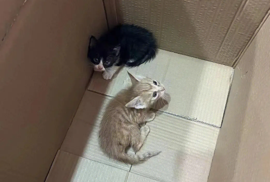 一觉醒来长了猫耳与猫尾
