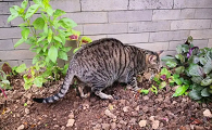 猫咪总是刨地是啥意思
