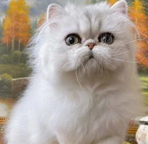 波斯猫能喝牛奶么？了解一下