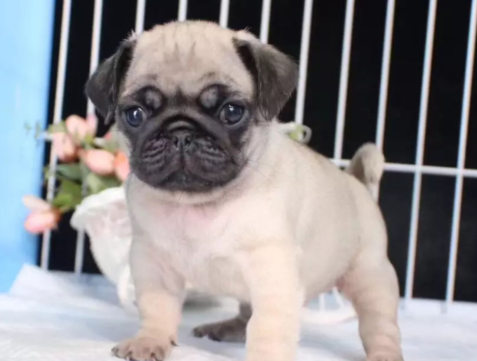 为什么巴哥犬刚开始养就后悔？来看看吧