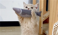 猫咪为什么变脏了不吃东西