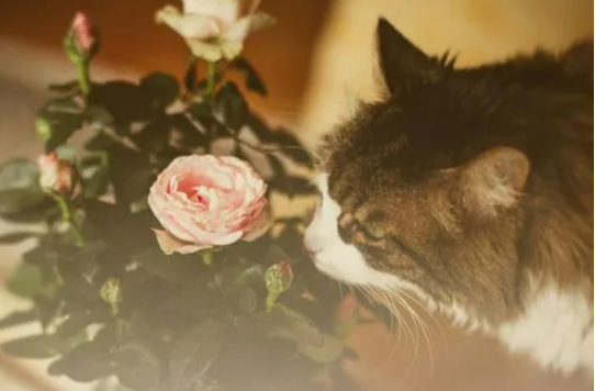 养猫能买什么鲜花