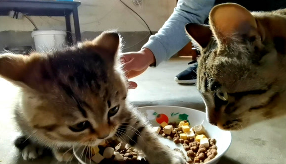大猫会攻击小奶猫吗?此处有解答 大猫会攻击小奶猫吗?此处有解答