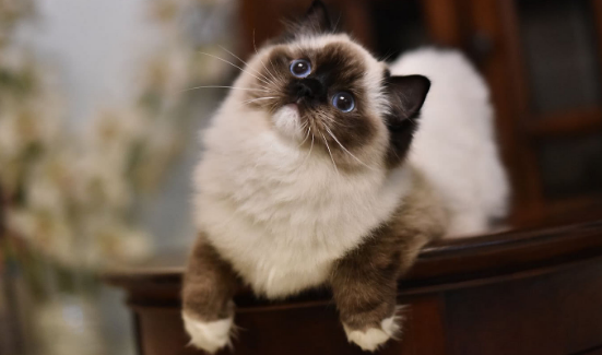养猫半年我查出弓形虫阴性