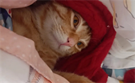 猫为什么总往被子里钻