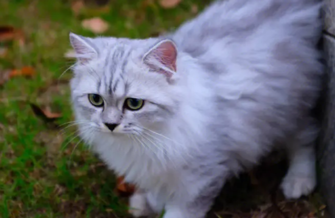 西伯利亚猫怎么养？怎么养才能养好？