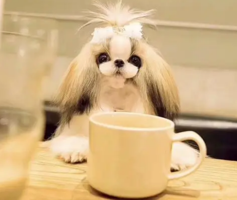 不知道西施犬怎么看品相？看这里吧