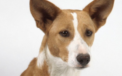 一文告诉你，葡萄牙波登可犬发烧怎么办？