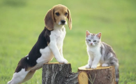 猫和狗喝一碗水会生病吗