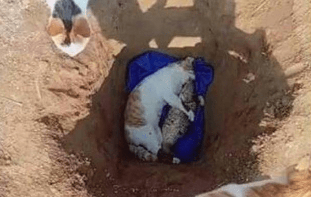 猫死了,主人用一条大鱼陪葬,永远不差吃的 猫死了,主人用一条大鱼陪葬,永远不差吃的