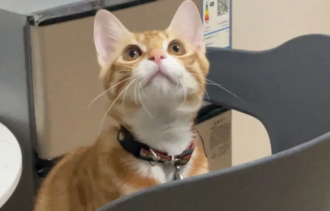 猫咪摇头耳朵会响的原因