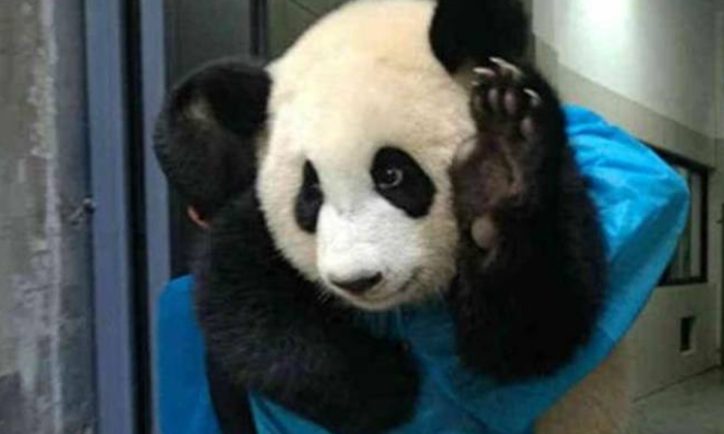 熊猫团子玩嗨了,不想回笼子里,被奶爸直接扛走,小表情太萌了 熊猫团子玩嗨了,不想回笼子里,被奶爸直接扛走,小表情太萌了