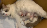 怎样防止母猫转移小猫