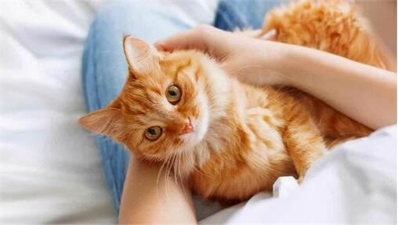 传腹猫是什么引起的 传腹猫是什么引起的